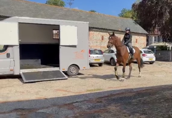 Loading a bay horse into the BMH lorry on the yard