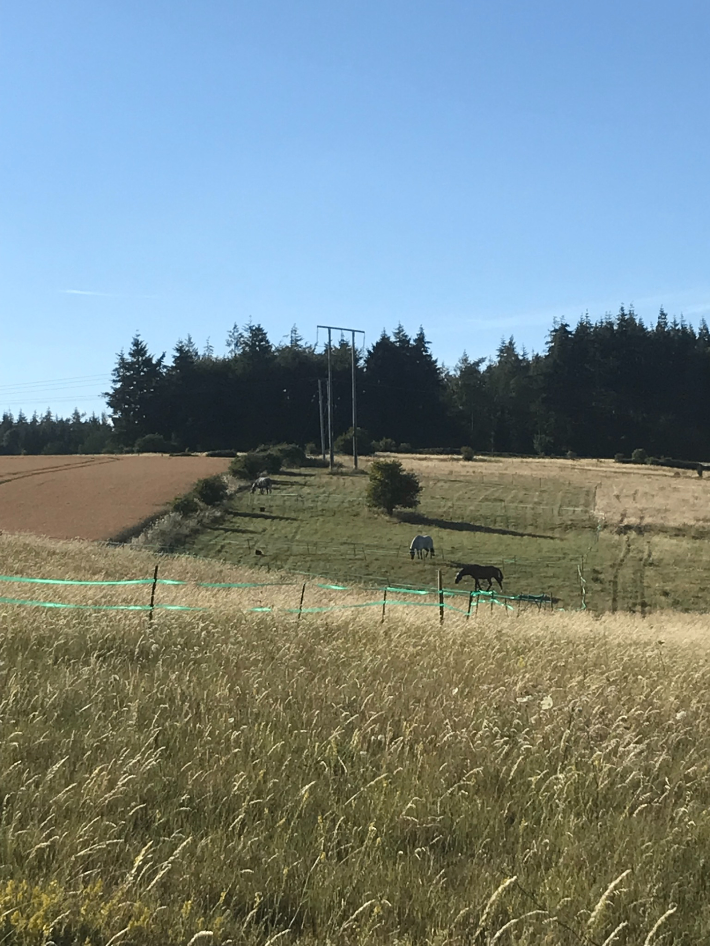 Horses grazing in the paddocks with the Wiltshire countryside beyond