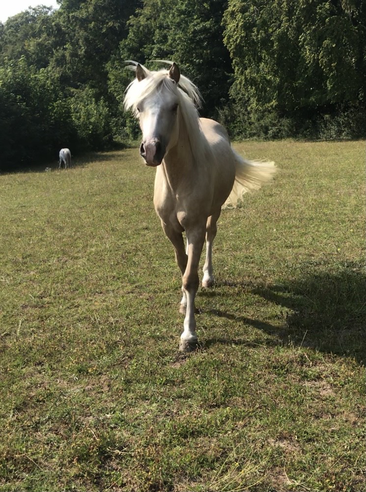 Palomino horse cantering across the paddock