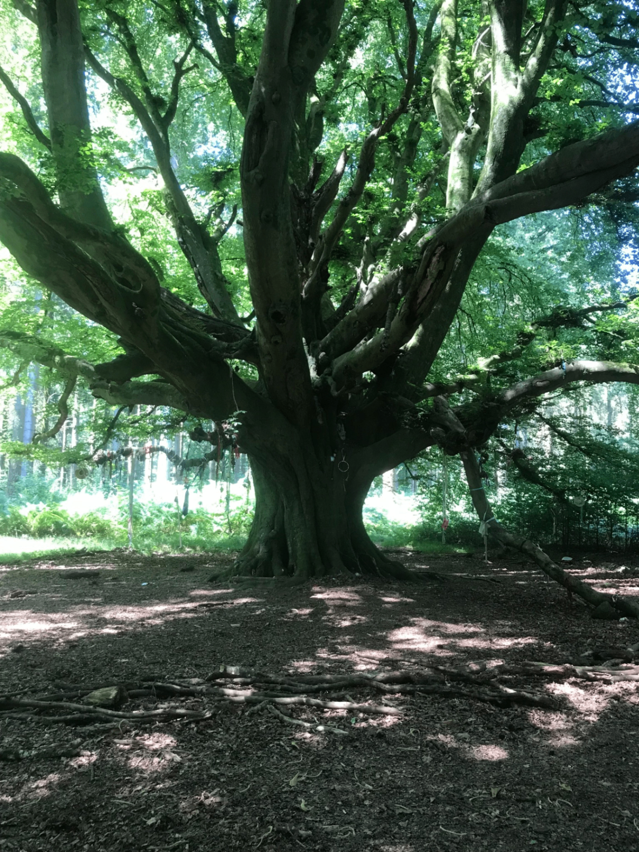 Ancient beech tree in the peaceful woodland surrounding the yard