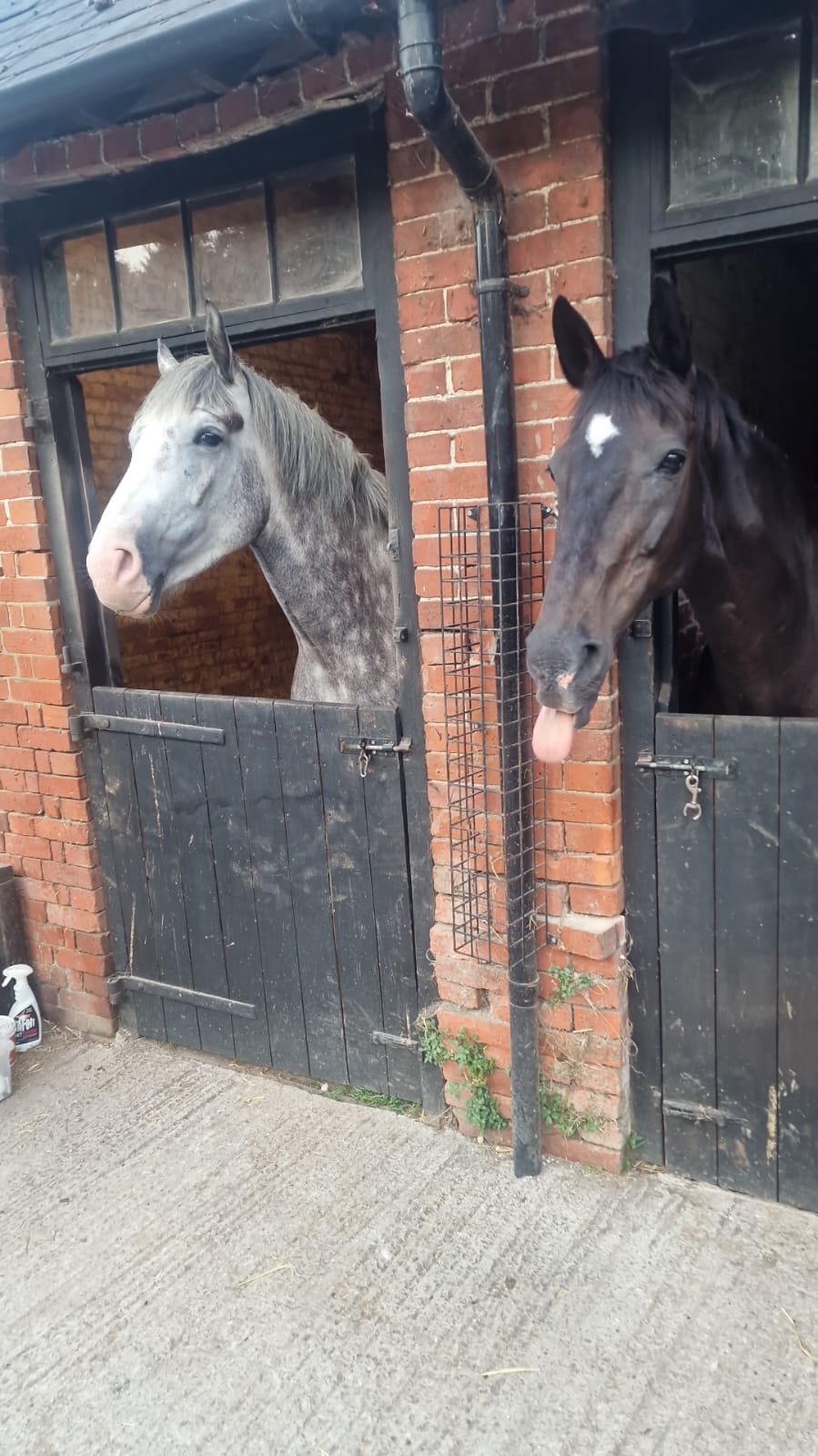 A grey horse and a dark horse looking out over their stable doors at the BMH yard