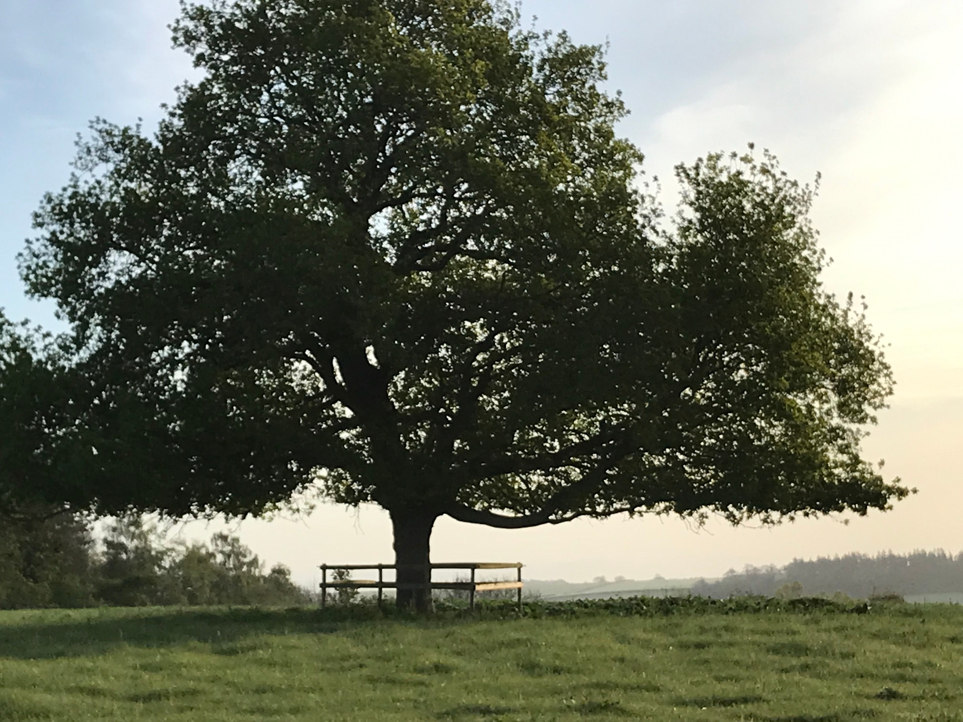 Quiet oak tree on the BMH grounds
