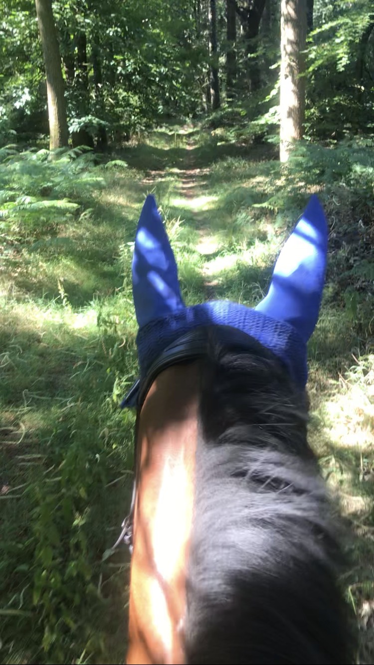 Hacking through peaceful woodland on a summer day