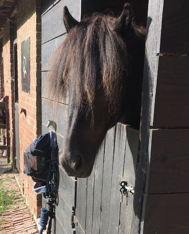 A black pony with a long forelock leaning over a wooden stable door