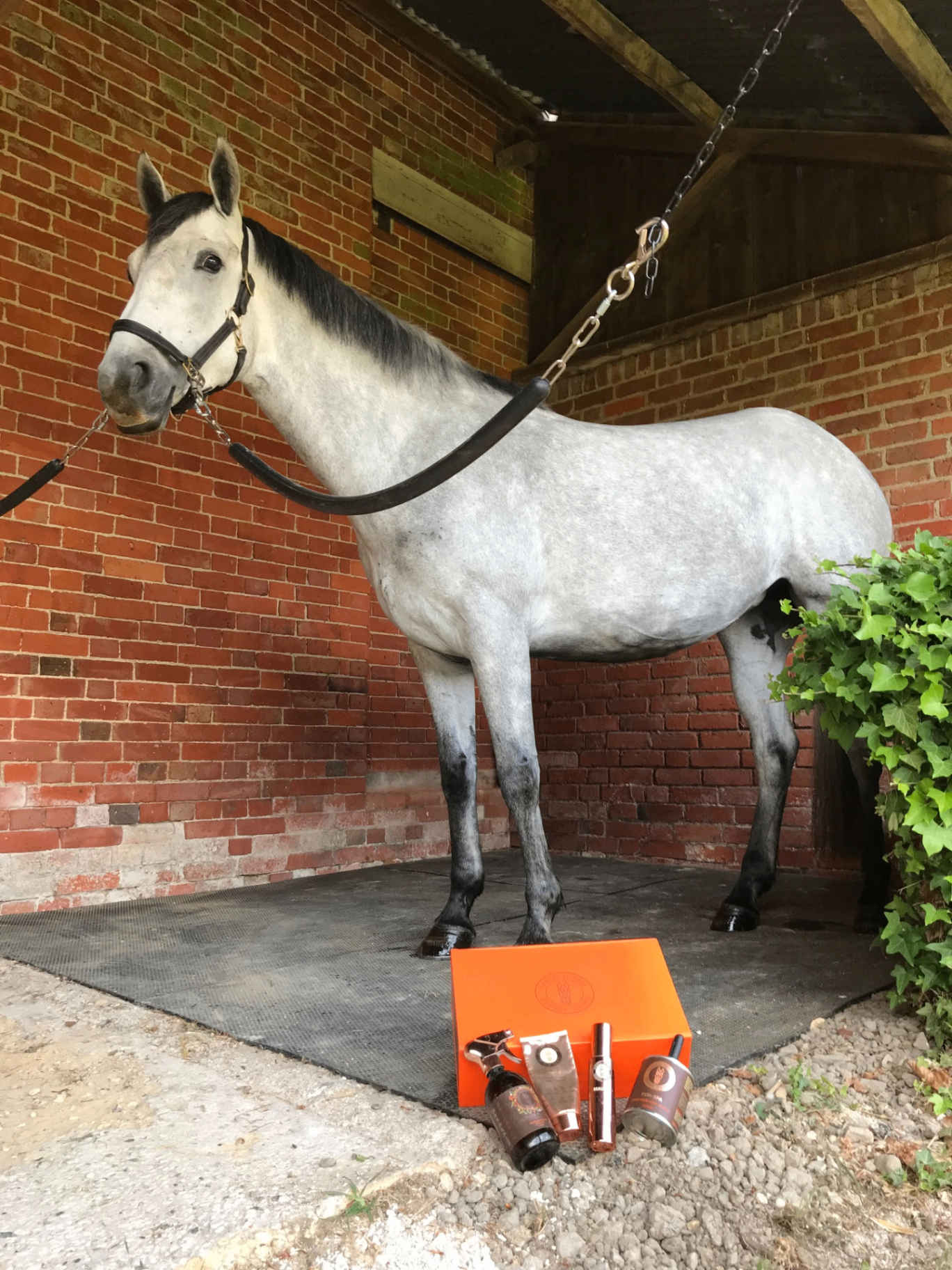 Horse Care