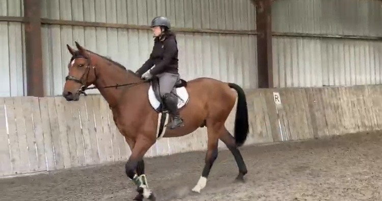 Schooling a bay horse in the indoor arena