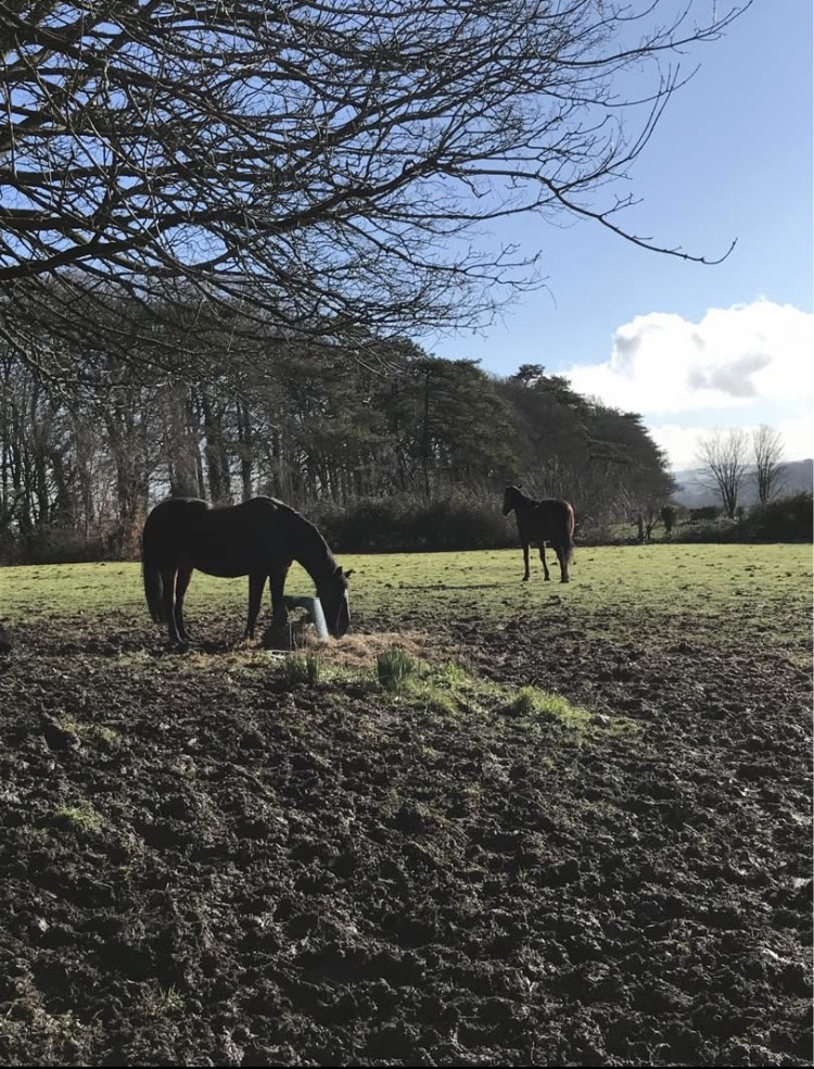 Horses grazing peacefully in the countryside fields